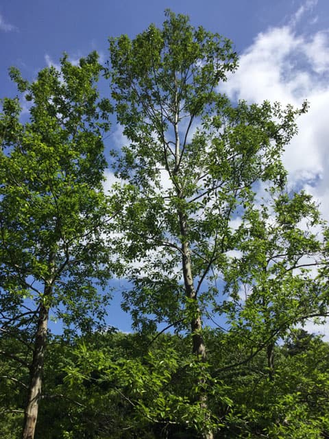 榛の木の画像