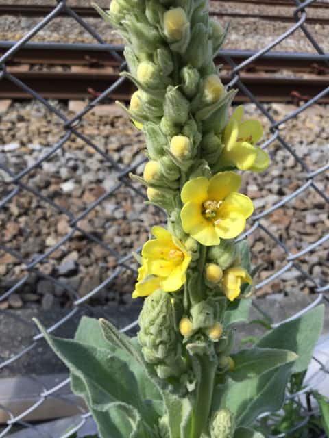 ビロード毛蕊花の画像