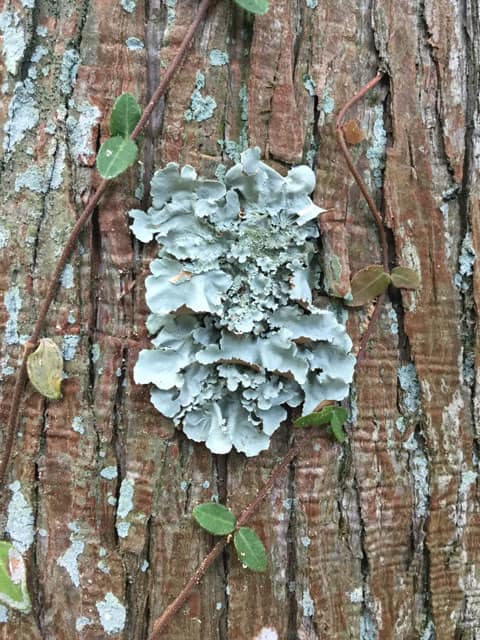 梅の樹苔の画像