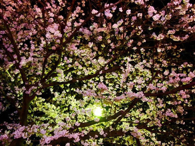 夜桜の画像