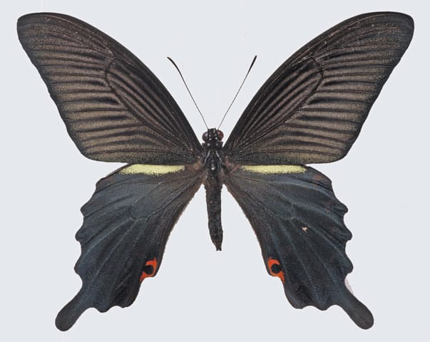 黒揚羽の画像