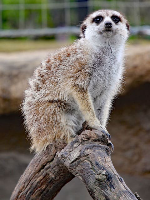 ミーアキャットの画像