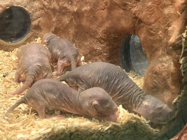 裸出歯鼠の画像