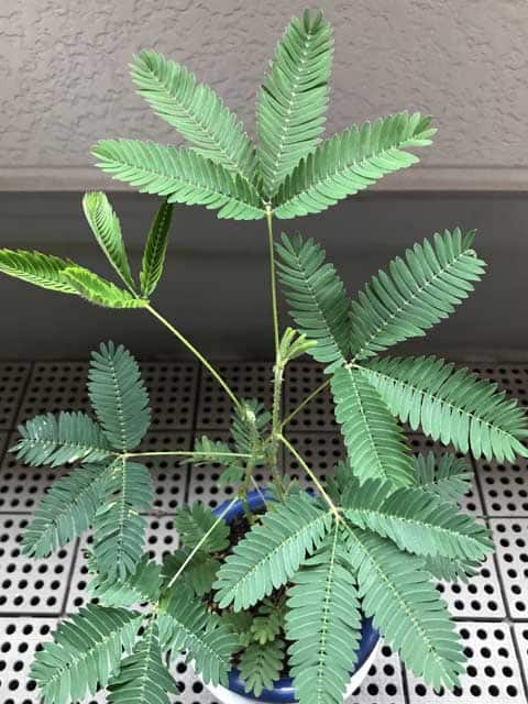 御辞儀草／含羞草の画像