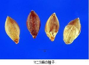 紙からつくる糸