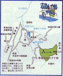 赤祖父山のブナ林