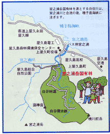 宮之浦岳国有林
