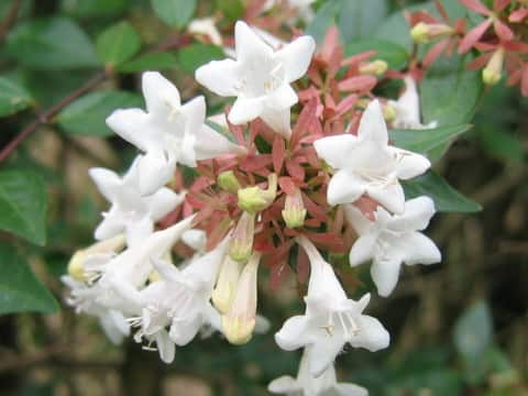 Abelia x grandiflora