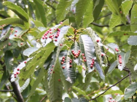 Quercus variabilis