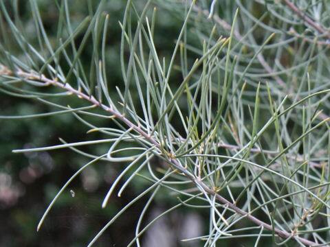 Acacia aneura