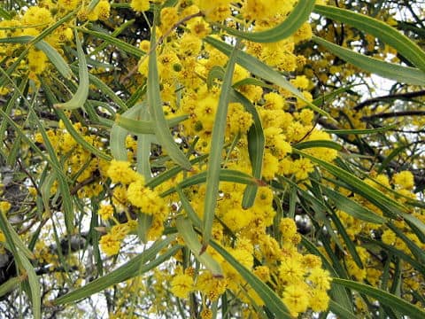 Acacia saligna