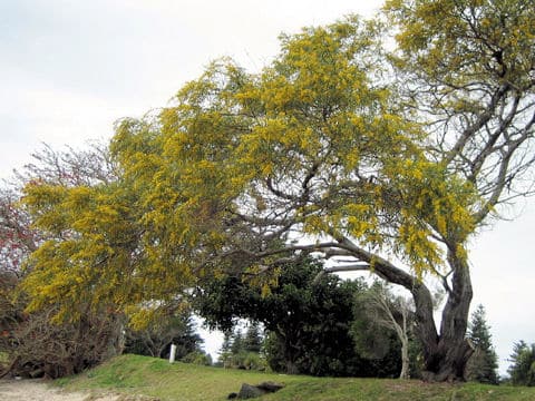 Acacia saligna