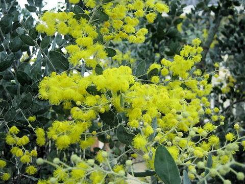 Acacia vestita