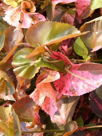 Acalypha wilkesiana cv. Hoffmanii