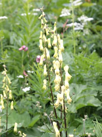 Aconitum lycoctonum