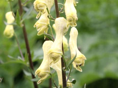 Aconitum lycoctonum