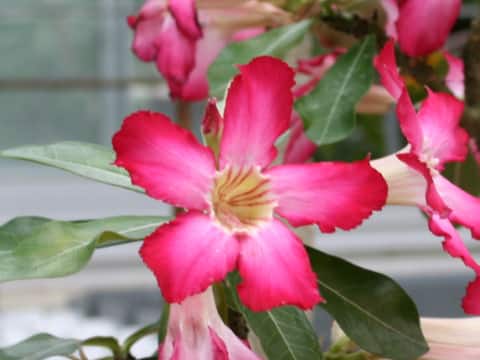 Adenium obesum