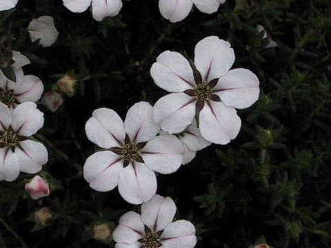 Adenandra uniflora
