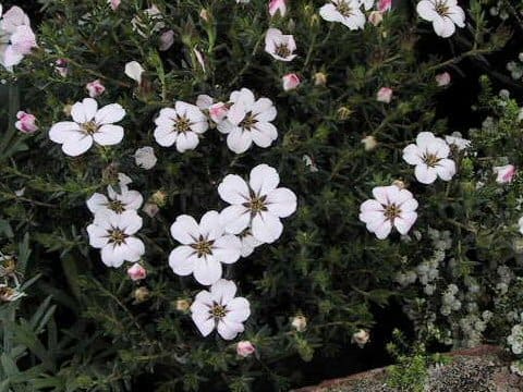 Adenandra uniflora