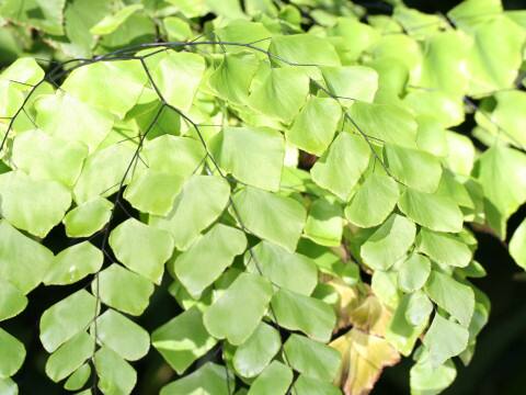 Adiantum peruvianum