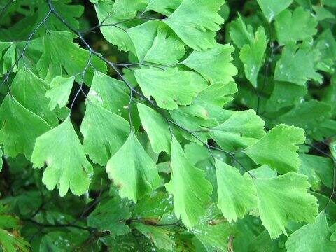 Adiantum venustum