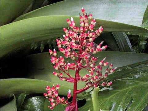 Aechmea fulgens x ramosa var. discolor