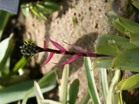 Aechmea maculata