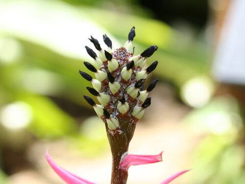 Aechmea maculata
