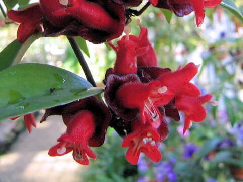 Aeschynanthus cv. Mona