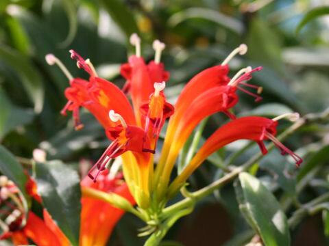 Aeschynanthus speciosus
