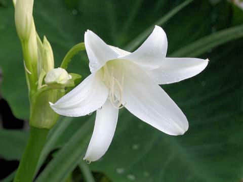 Crinum bulbispermum