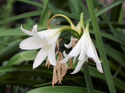 Crinum bulbispermum