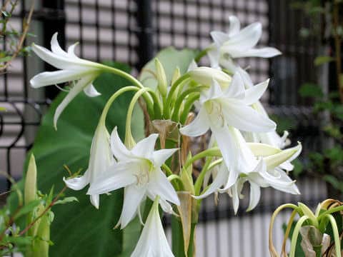 Crinum bulbispermum