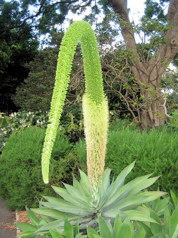 Agave attenuata
