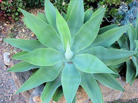 Agave attenuata