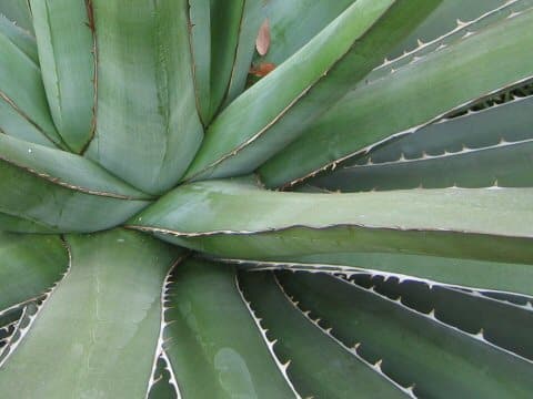 Agave karwinskii