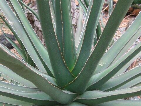 Agave lophantha