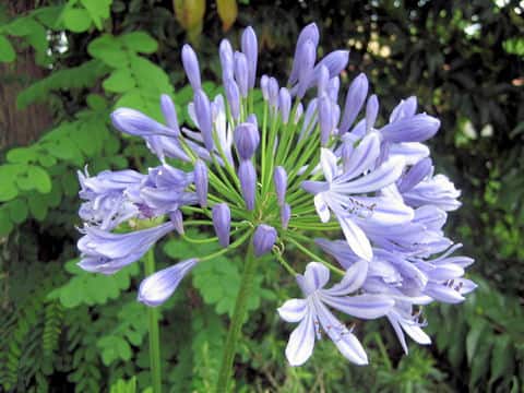 Agapanthus africanus