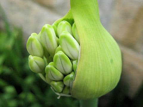 Agapanthus africanus