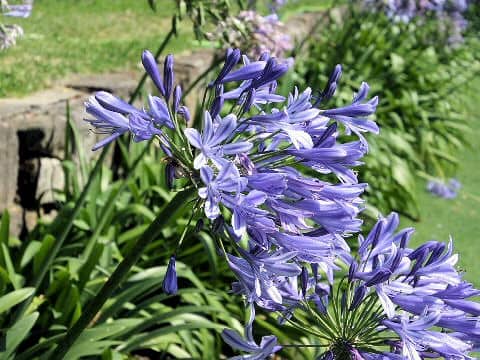 Agapanthus africanus