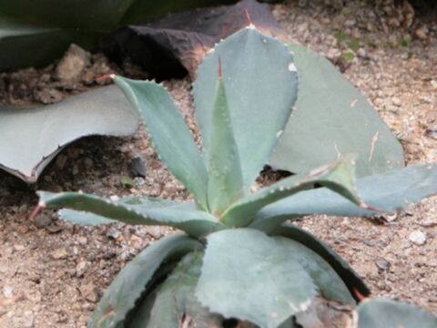 Agave potatorum