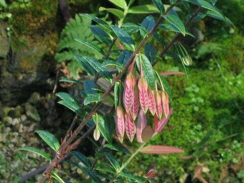 Agapetes serpens