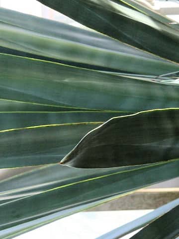 Agave tequilana