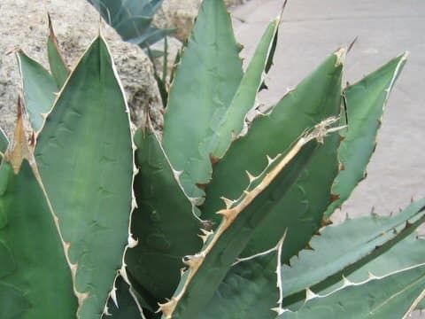 Agave titanota