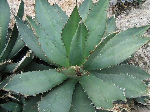 Agave titanota