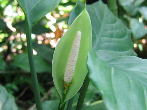 Aglaonema simplex