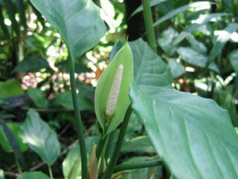 Aglaonema simplex