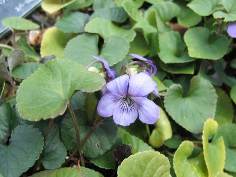 Viola sacchalinensis