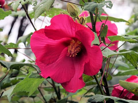 Hibiscus mutabilis cv. Rubra