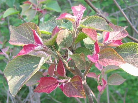 Mallotus japonicus